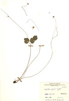 藏品(臺灣唐松草(臺灣鐵大烏))的圖片